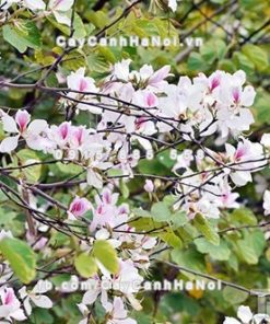 Cây hoa ban trắng 5 Cây hoa ban trắng
