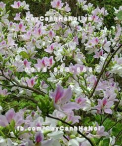 Cây hoa ban trắng 4 Cây hoa ban trắng