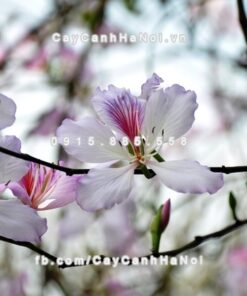 Cây hoa ban trắng 3 Cây hoa ban trắng