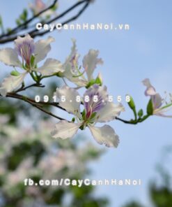 Cây hoa ban trắng 2 Cây hoa ban trắng