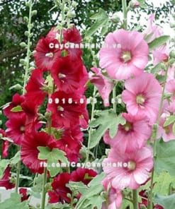 Cây hoa mãn đình hồng