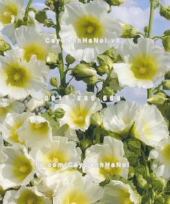 Cây hoa mãn đình hồng