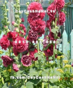 Cây hoa mãn đình hồng