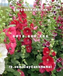 Cây hoa mãn đình hồng