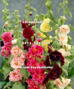 Cây hoa mãn đình hồng