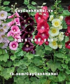 Cây hoa mãn đình hồng