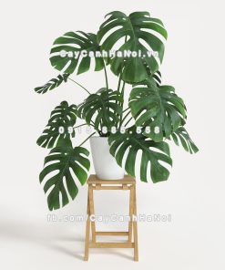 Cây ráy Mỹ lá xẻ 3 Cây ráy Mỹ lá xẻ