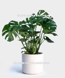 Cây ráy Mỹ lá xẻ 2 Cây ráy Mỹ lá xẻ