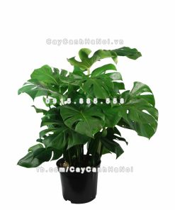 Cây ráy Mỹ lá xẻ 1 Cây ráy Mỹ lá xẻ