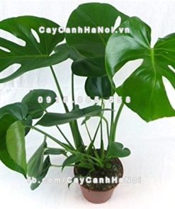 Cây trầu bà Nam Mỹ lá xẻ