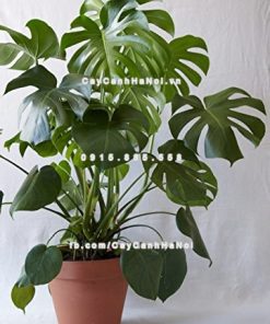 Cây trầu bà Nam Mỹ lá xẻ