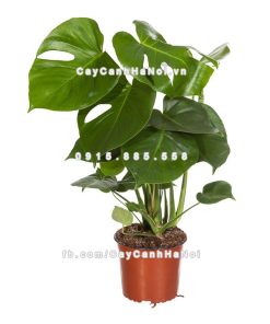 Cây trầu bà Nam Mỹ lá xẻ