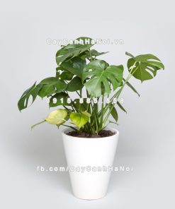 Cây swiss cheese plant 3 Cây Swiss Cheese plant