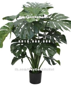 Cây swiss cheese plant 2 Cây Swiss Cheese plant