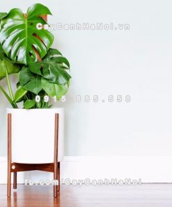 Cây trầu bà lá rách 3 Cây trầu bà lá rách