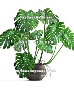 Cây trầu bà lá rách 2 Cây trầu bà lá rách