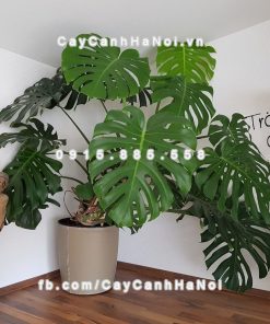 Cây trầu bà lá rách 1 Cây trầu bà lá rách