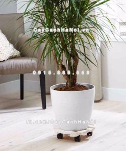 Đế chậu cây có bánh xe 1 de chau cay co banh xe 2