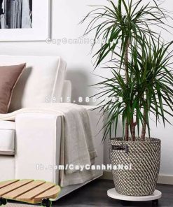 Đế chậu cây có bánh xe 2 Đế chậu cây có Bánh xe