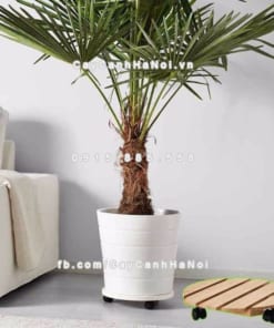 Đế gỗ bánh xe chậu cây di chuyển 4 Đế gỗ bánh xe chậu cây di chuyển