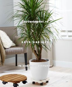 Đế gỗ bánh xe chậu cây di chuyển 2 Đế gỗ bánh xe chậu cây di chuyển