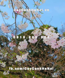 Cành hoa Anh Đào Nhật Bản chơi Tết