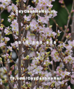 Cành hoa Anh Đào Nhật Bản chơi Tết