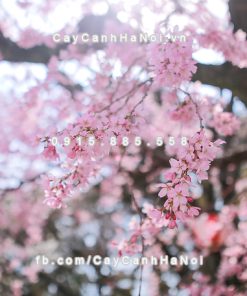 Cành hoa Anh Đào Nhật Bản chơi Tết