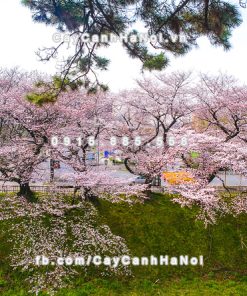 Cành hoa Anh Đào Nhật Bản chơi Tết