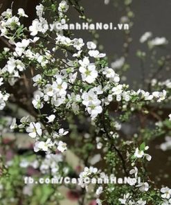 Cành hoa tuyết mai Đài Loan chơi Tết 1 Cành hoa tuyết mai Đài Loan chơi Tết