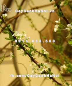 Cành hoa tuyết mai Đài Loan chơi Tết 3 Cành hoa tuyết mai Đài Loan chơi Tết