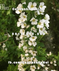 Cành hoa tuyết mai Đài Loan chơi Tết 2 Cành hoa tuyết mai Đài Loan chơi Tết