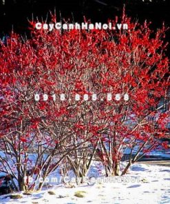 Cành hoa Đào Đông chơi Tết 4 Cành hoa Đào Đông chơi Tết