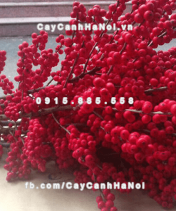 Cành hoa Đào Đông chơi Tết 3 Cành hoa Đào Đông chơi Tết