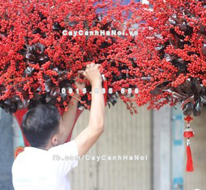 Cành hoa Đào Đông chơi Tết 2 Cành hoa Đào Đông chơi Tết