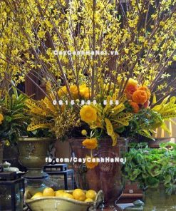 Cành hoa Mai Mỹ chơi Tết 2 Cành hoa Mai Mỹ chơi Tết