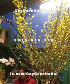 Cành hoa Mai Mỹ chơi Tết 6 Cành hoa Mai Mỹ chơi Tết