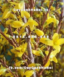 Cành hoa Mai Mỹ chơi Tết 5 Cành hoa Mai Mỹ chơi Tết