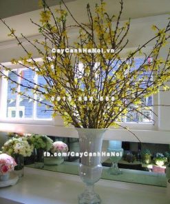 Cành hoa Mai Mỹ chơi Tết 3 Cành hoa Mai Mỹ chơi Tết