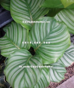 Cây dong táo lá tròn – Calathea fasciata 1 Cây dong táo lá tròn – Calathea fasciata