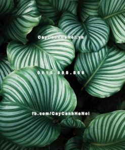 Cây dong táo lá tròn – Calathea fasciata 3 Cây dong táo lá tròn – Calathea fasciata