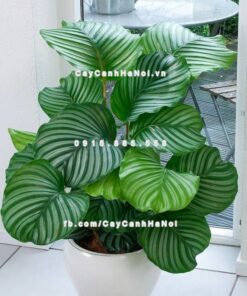Cây dong táo lá tròn – Calathea fasciata 2 Cây dong táo lá tròn – Calathea fasciata