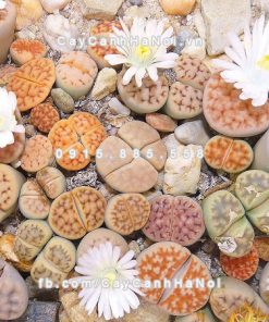 Cây thạch lan lithops 6 Cây thạch lan lithops