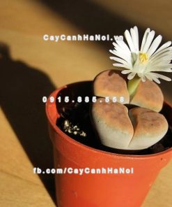 Cây thạch lan lithops 1 Cây thạch lan lithops
