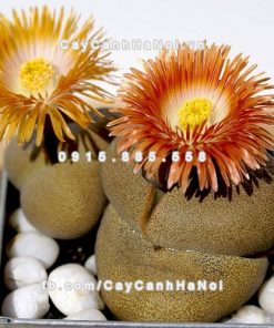 Cây thạch lan lithops 5 Cây thạch lan lithops