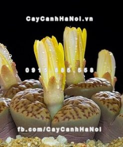 Cây thạch lan lithops 4 Cây thạch lan lithops