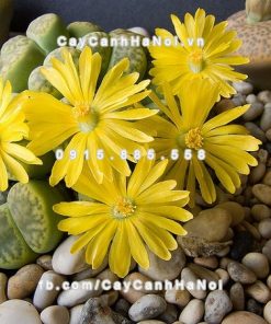 Cây thạch lan lithops 3 Cây thạch lan lithops