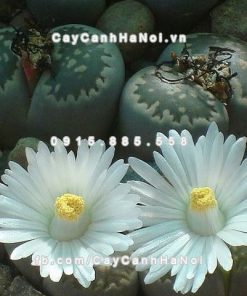 Cây thạch lan lithops 2 Cây thạch lan lithops