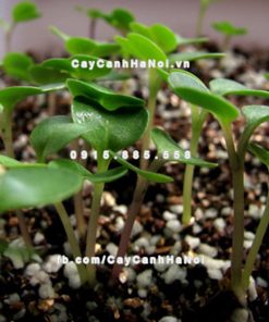 Đá Perlite - Đá Trân châu 1 Đá Perlite - Đá Trân châu