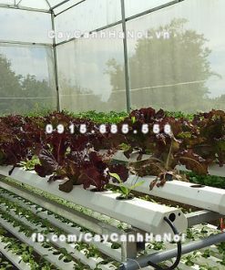 Đá Vermiculite - Vơ Mi